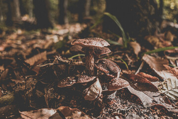 mushroom in the forest