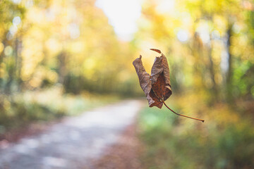 Leaf floating daytime outdoors in forest