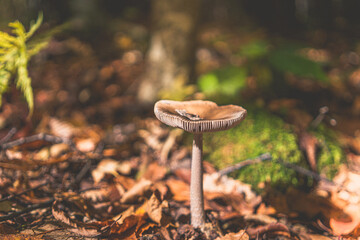 mushrooms in the forest