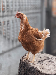 A chicken stands on a stump 