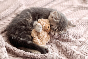 Little Cat sleep on cozy blanket hugs toy. Fluffy tabby kitten snoozing comfortably hug teddy bear on knitted pink plaid. Copy space. baby kitten sweet dreams