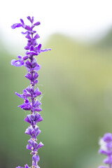 Fototapeta premium Lavanda