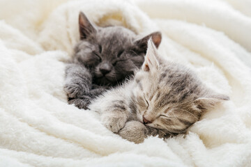 Family couple cats resting together. Two gray and tabby beautiful domestic kitten in love hugging....