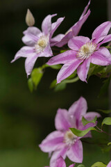 Fototapeta premium Clematis