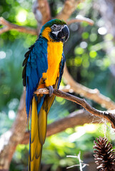 Blue and Yellow bird