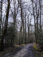 path in the woods