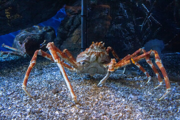 Spider Crab in a tank at the aquarium