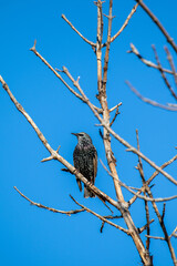 blackbird on a branch