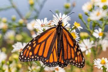 butterfly on flower