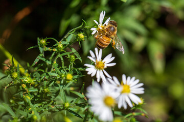 bee on a flower