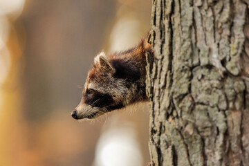 Raccoon peeking out from a tree