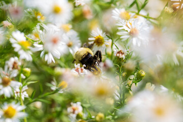 bee on a flower