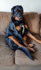 puppy sitting on a sofa