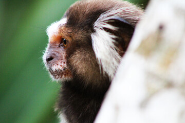 close up monkey