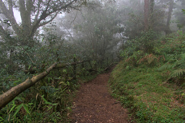 Path with wooden handrails surrounded by trees and vegetation