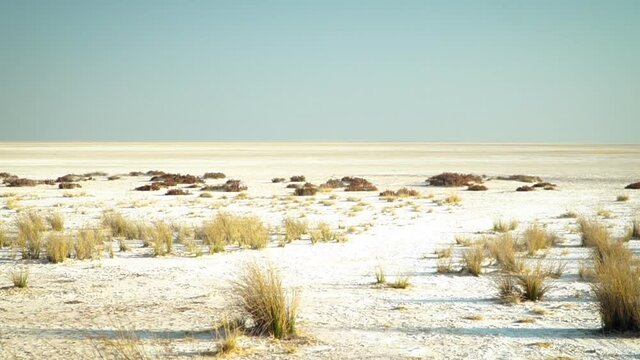 Flora growing in the rugged dry sand environment, Etosha Pan Namibia