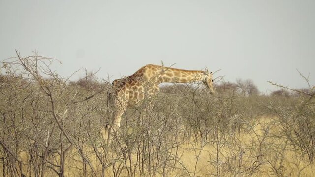 Giraffe craning its neck, eating thorny bush, Etosha National Park, Namibia
