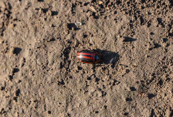 Entomoscelis adonidis. A red and black beetle crawls on the ground.