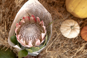 Close-up of a protea flower on a blurred background.