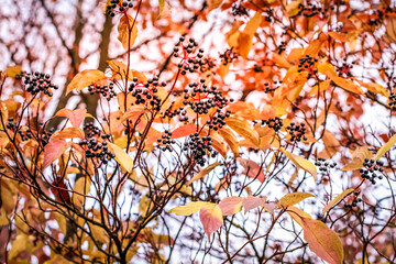 Autumn - Clusters of black berries and purple and brown leaves on the branches of decorative trees against a blue sky