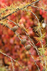 Autumn - dried cones on a spruce branch against the background of trees with red and yellow leaves