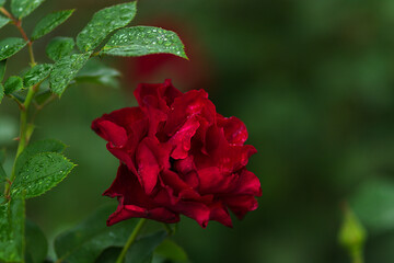red rose in the garden