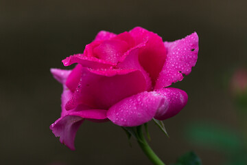 pink rose with drops