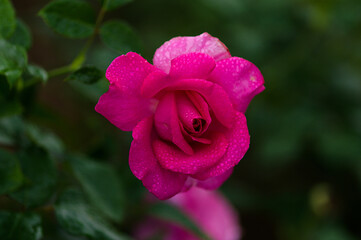 pink rose with drops