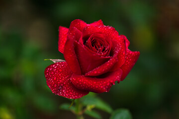 red rose in garden