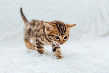 Little bengal kitten on the white fury blanket