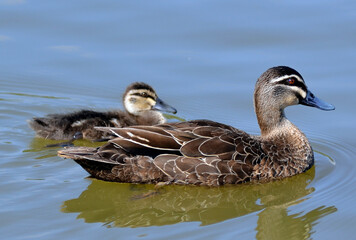 Mother duck and duckling in local lake.jpg