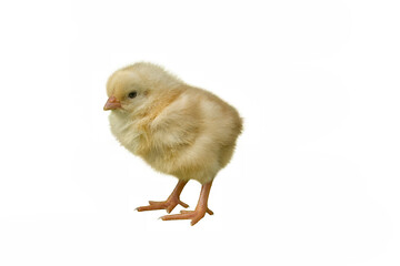 Meat chick on white background