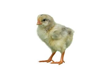 baby chicken isolated on white background - Kacuk