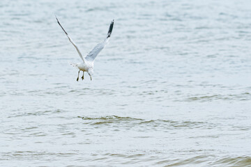 Seagulls in flight around body of water