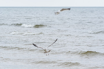 Naklejka premium Seagulls in flight around body of water