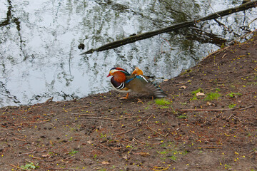 Mandarin Duck stretching by the lake
