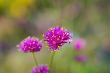 Obraz premium 満開のセンニチコウの花