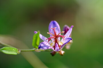 タイワンホトトギス