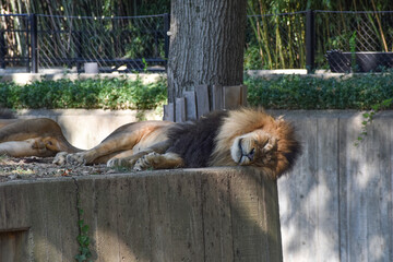 Washington DC, USA - October 15, 2021: Male Lions Sleeping in Their Enclosure at the Smithsonian Institute National Zoo