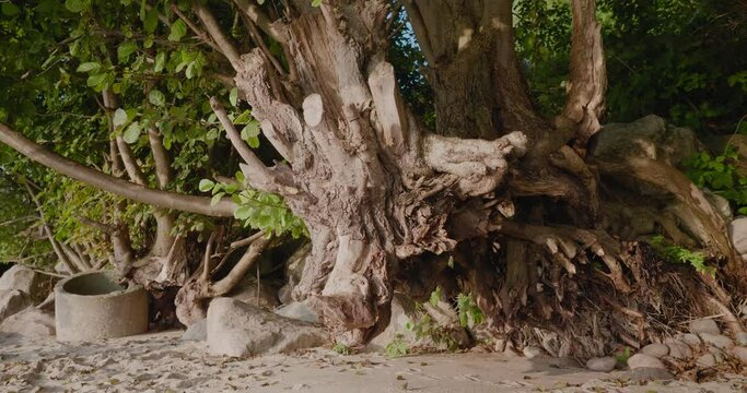 Old Cut Tree By Kn&auml;b&auml;ckshusen Beach In South Sweden Sk&aring;ne, Handheld Wide Shot