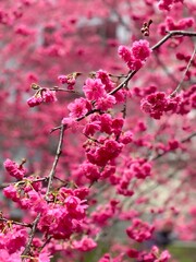 Spring Sakura closeup