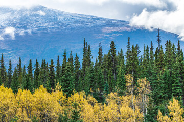 Stunning fall season, autumn in northern Canada during September on road trip vibes with yellow tree landscape, snow capped mountains in background. 