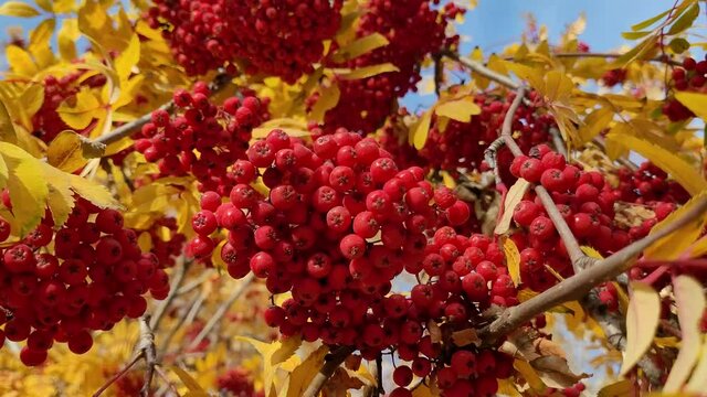 Juicy red rowan berries with yellow leaves on tree branch. Healthy food. Vitamins in food. Autumn plants. Bright winter berries close-up. The movement of rowan berries in the wind. A sunny autumn day.