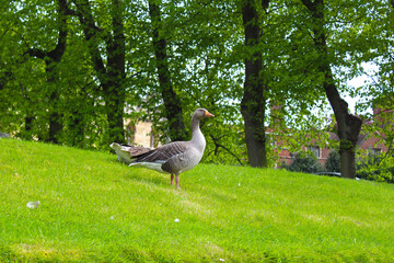 goose in the grass