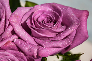 Romantic purple rose with water drops. Close-Up Of A Wet Pink Rose. a rose with dew drops. floral background of purple rose in water drops macro.