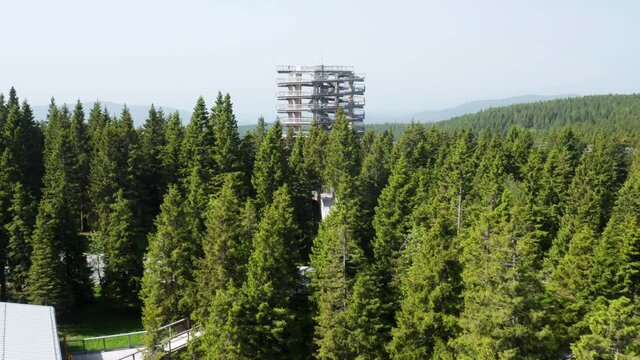 Drone Towards Pohorje Treetop Walk Surrounded By Coniferous Canopy In Rogla, Slovenia. Aerial