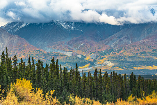 Stunning fall season, autumn in northern Canada during September on road trip vibes with golden landscape covering the boreal forest. 