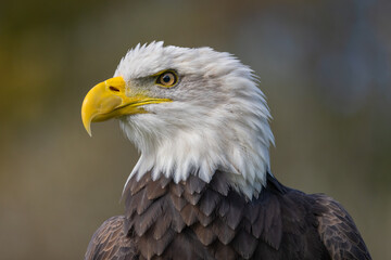 Majestic Bald Eagle looking left.