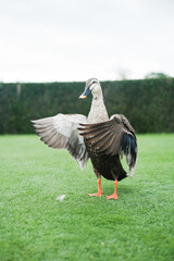 Duck flapping wings