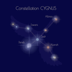 Constellation Сygnus on the background of a dark blue sky. Stars of the northern celestial hemisphere are Deneb, Sadr, Aljanah, Fawaris, Albireo. Outline of the swan. Informative poster. Vector.